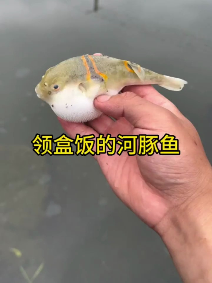 大家知道小河豚鱼神奇的时候,为什么肚子会鼓鼓的吗?