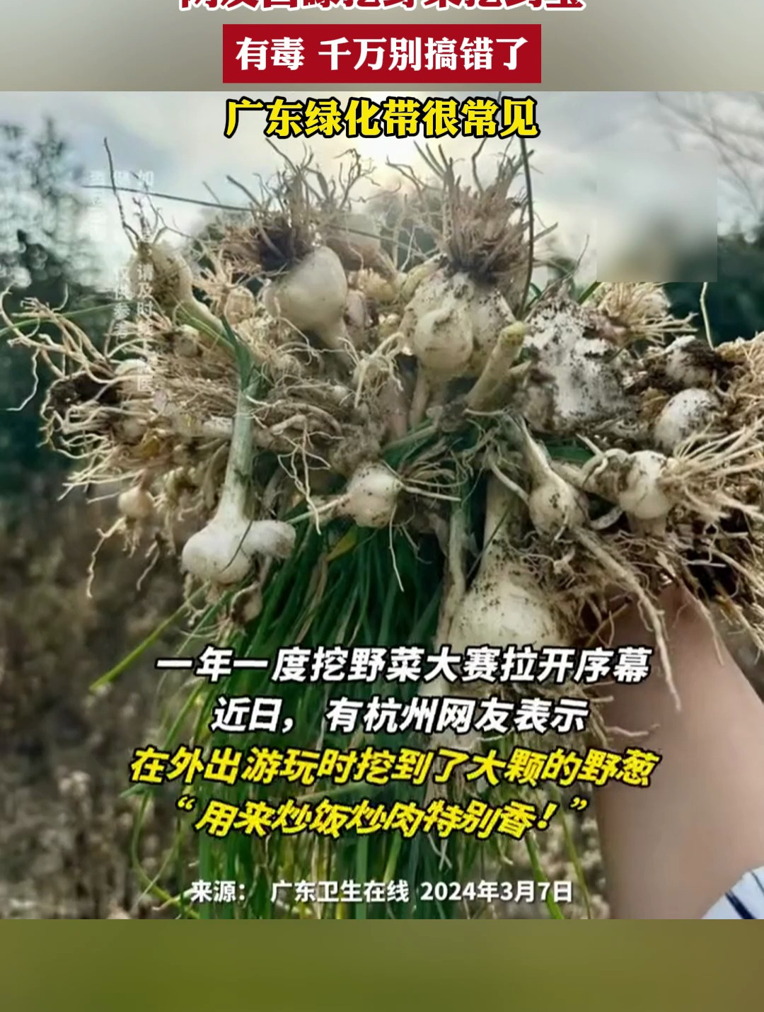 网友自曝挖野菜挖到宝,有毒 千万别搞错了,广东绿化带很常见