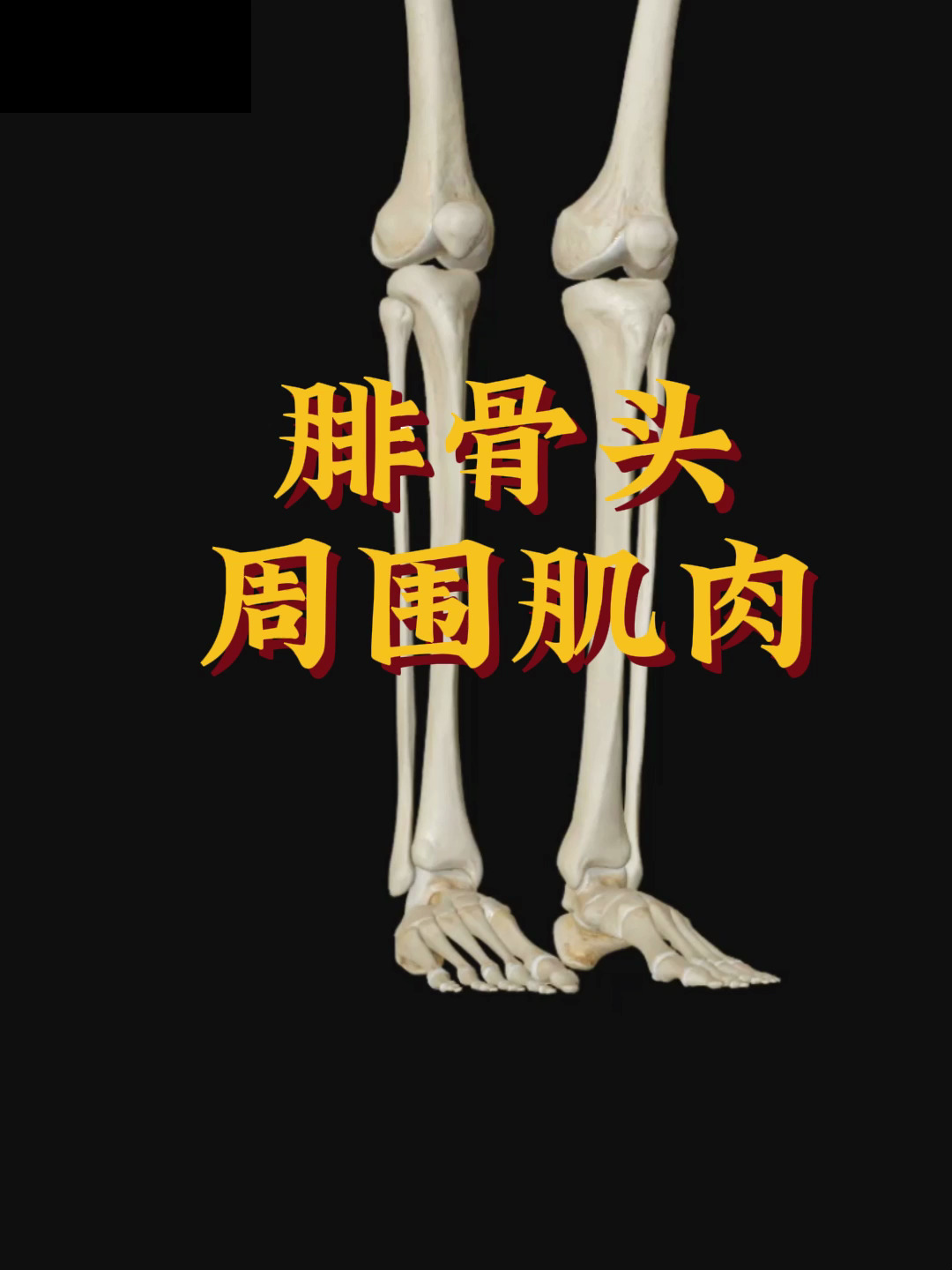 「秒懂肌肉」腓骨周围肌肉