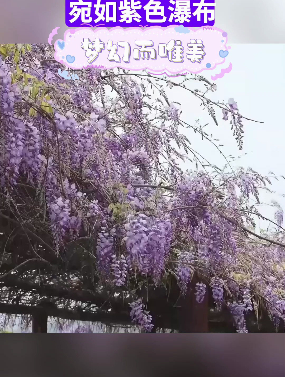 福建多地紫藤花迎来盛花期 宛如紫色瀑布 梦幻而唯美