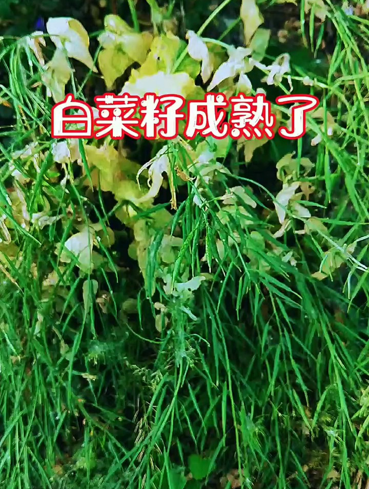 白菜籽成熟的记录