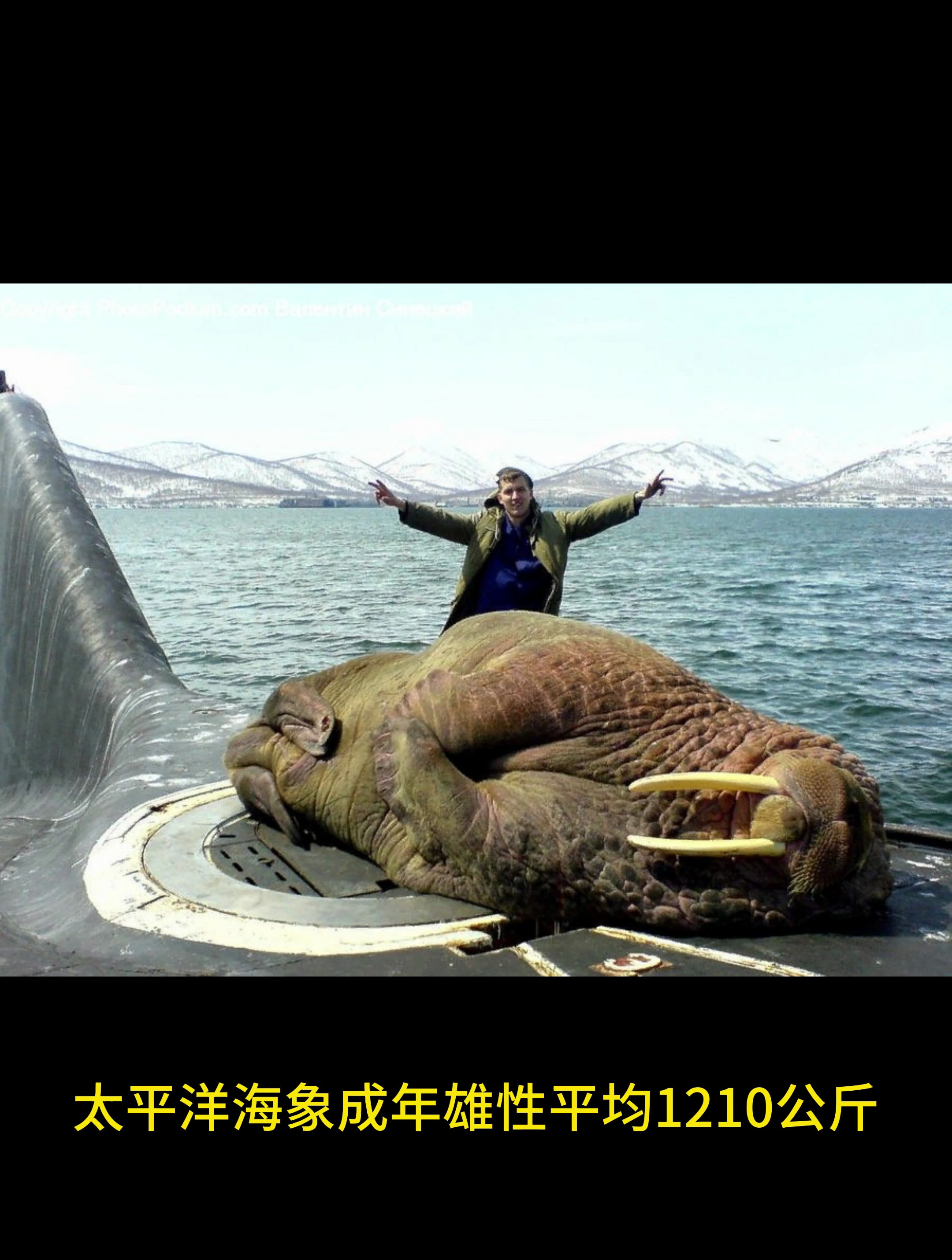 海象可以长到多大?