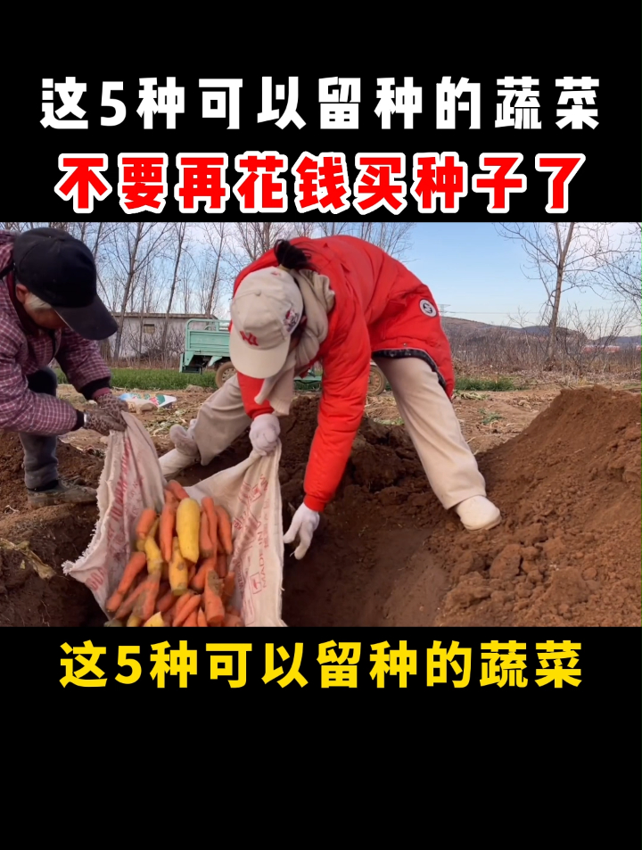 这5种可以留种的蔬菜，不要再花钱买种子了