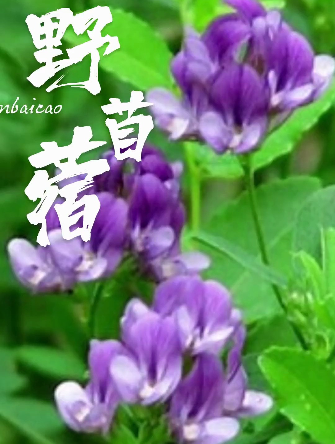 植物科普:野苜蓿你认识吗?你知道它的作用与功效吗?