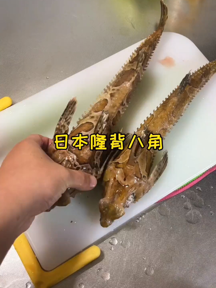 今天这鱼好看不,北海道日本隆背八角鱼