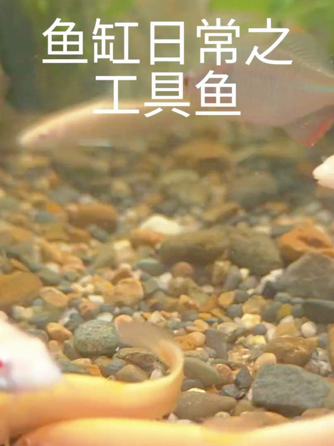 鱼缸日常之工具鱼,可以清洁粪便和食物残渣
