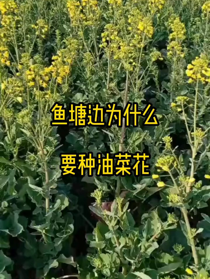 油菜花不但可以肥水,还可以作为开口饵料使用 水产养殖 水产人