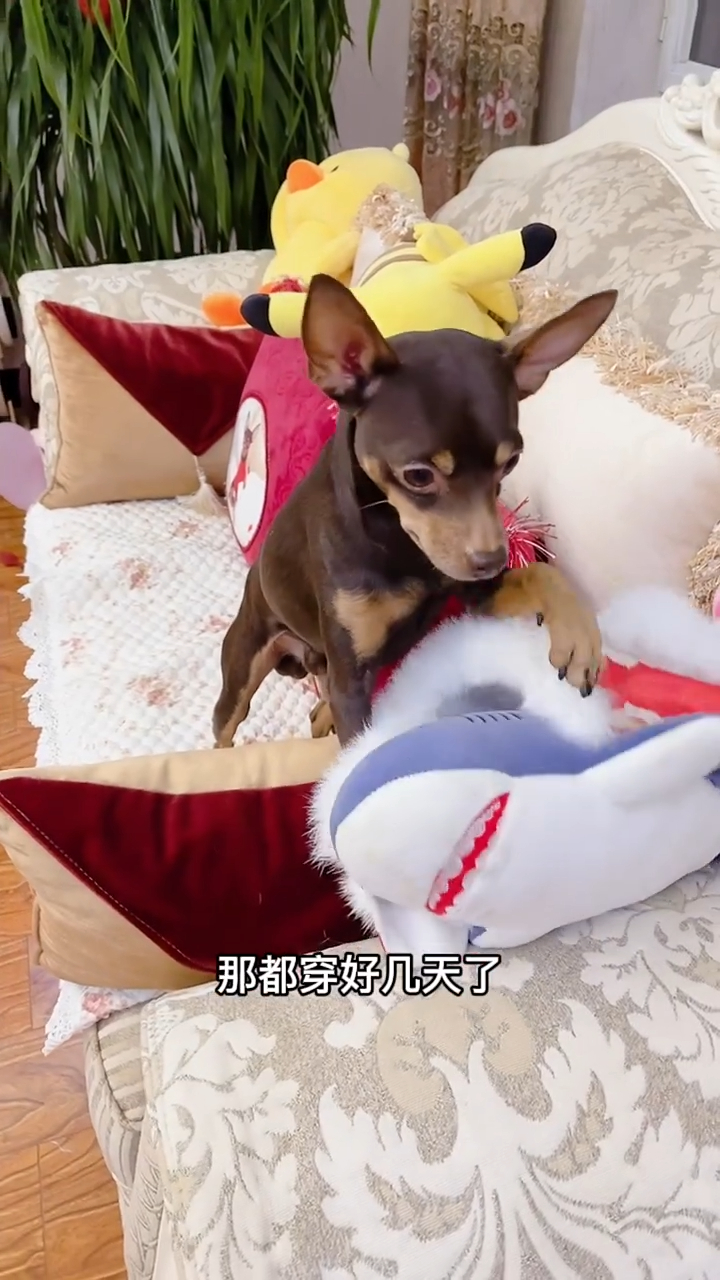 小鹿犬不让鲨鱼玩偶穿它的衣服,接下来它的做法太逗了