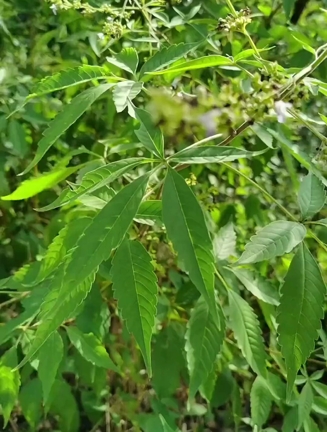 黄荆,别名布荆,它是唇形科牡荆属植物