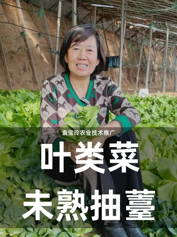 叶类菜未熟抽薹产生的原因及防治