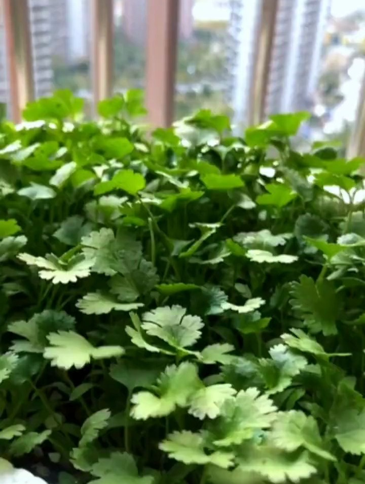 在家种植香菜全过程,给我1分钟,让你在家也能种植出高产的香菜