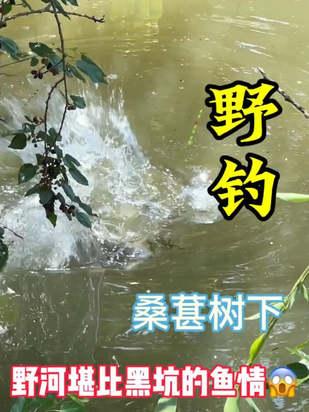 快来看一群鲤鱼到这颗桑树下开会来了