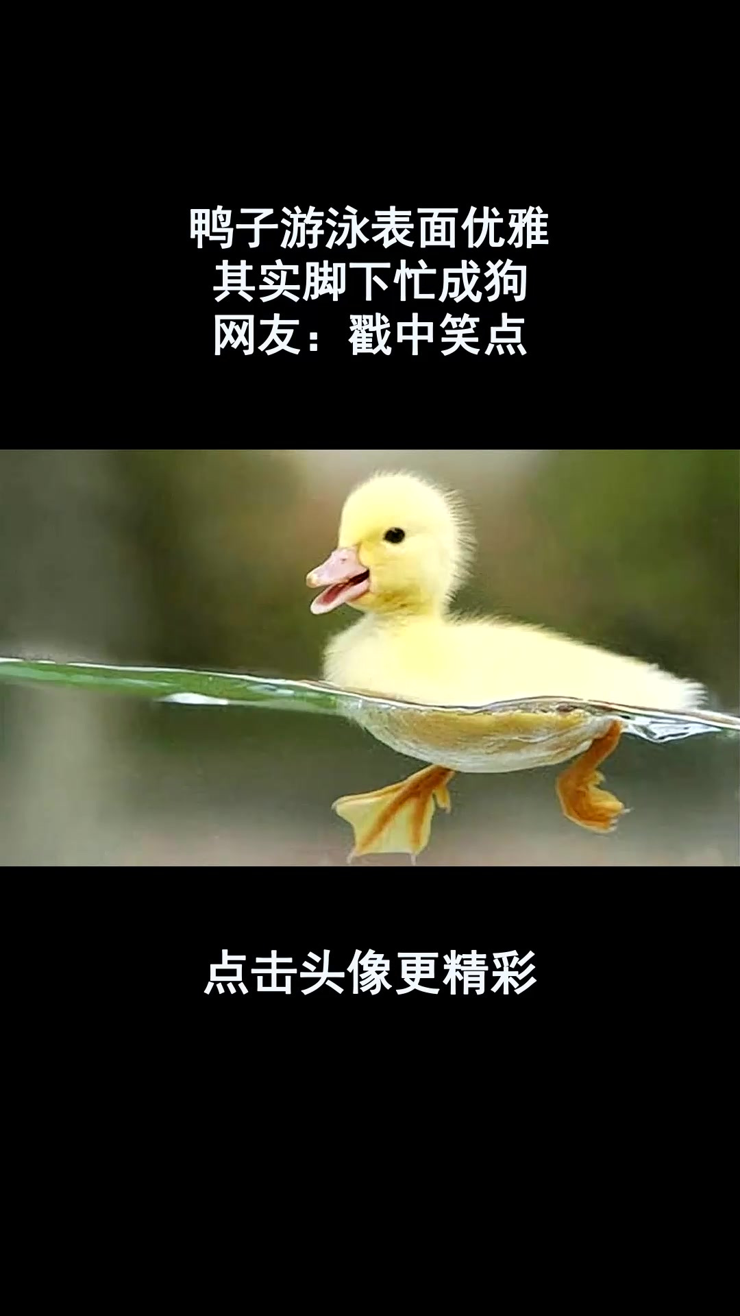 鸭子游泳表面优雅,其实脚下忙成狗,网友:戳中笑点!