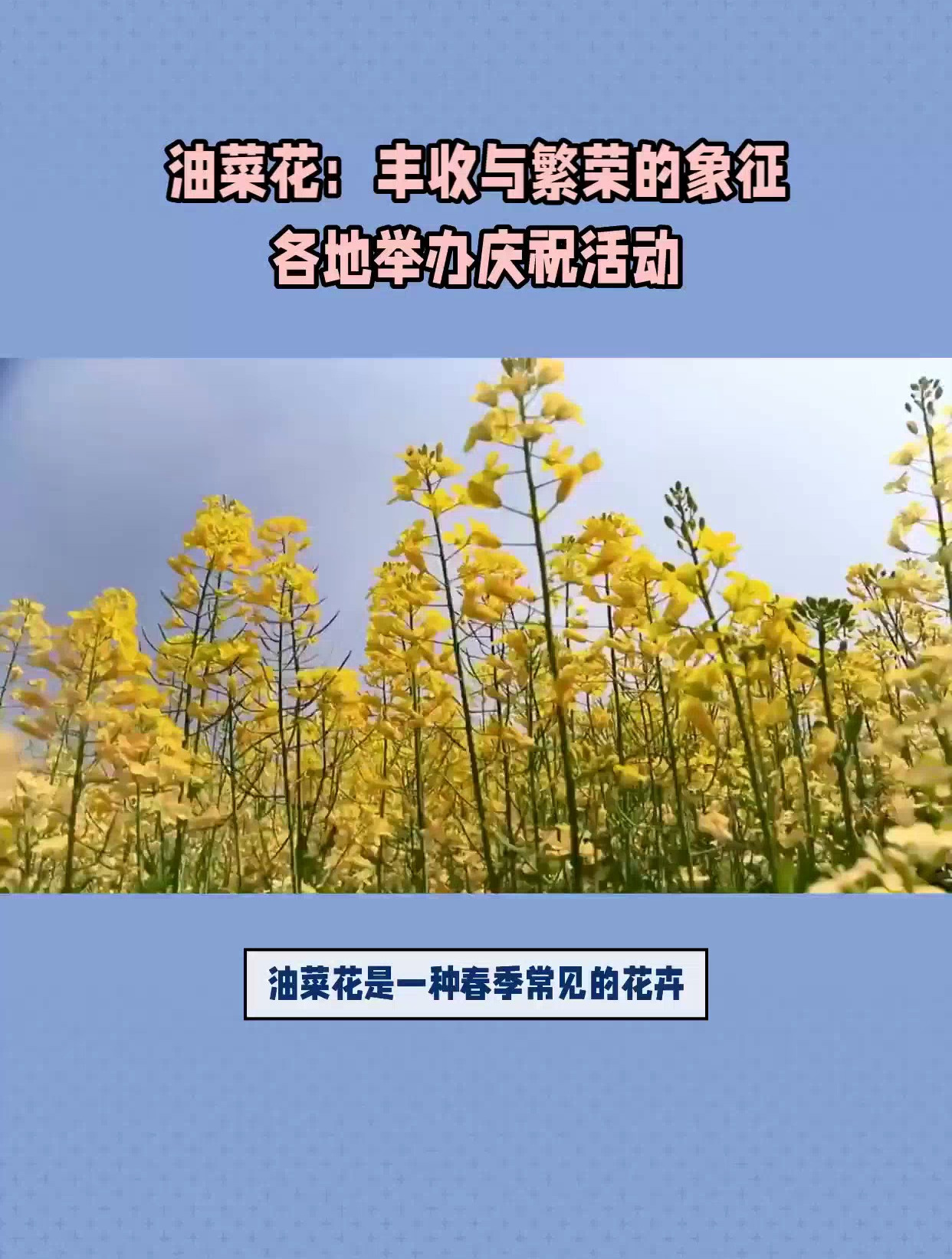 油菜花是什么季节有