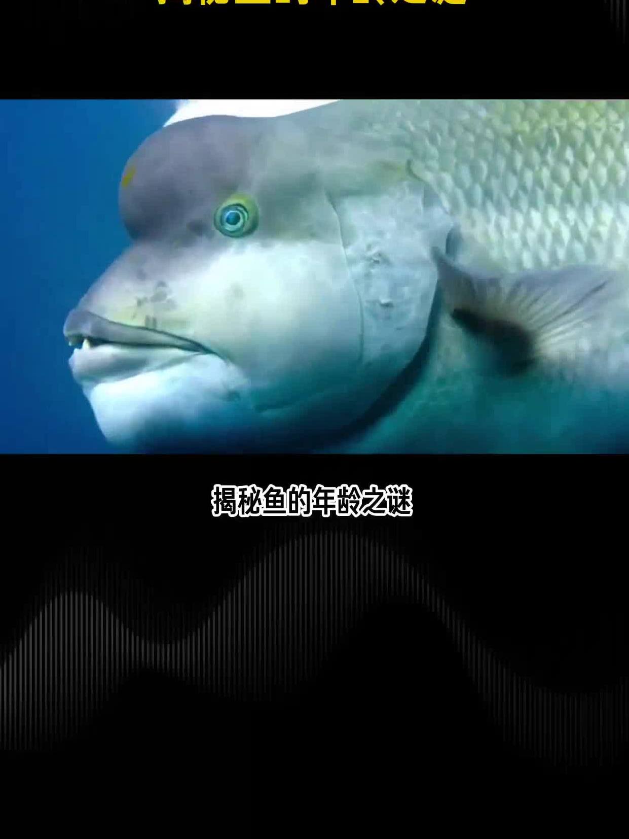 揭秘鱼的年龄之谜!鱼鳞上的年轮