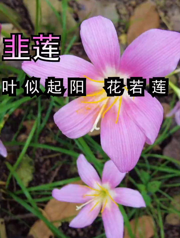 植物科普:韭莲,韭菜、莲花、大蒜于一体的的植物