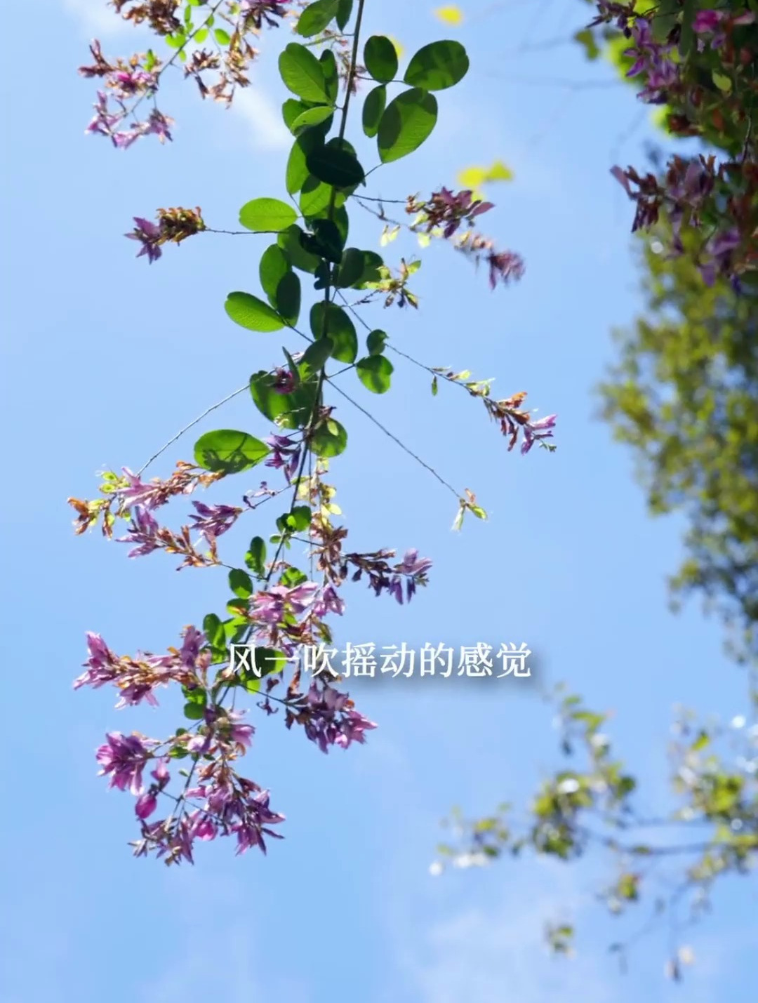 曾经的百菜之王 中国最古老的五菜之首 葵菜