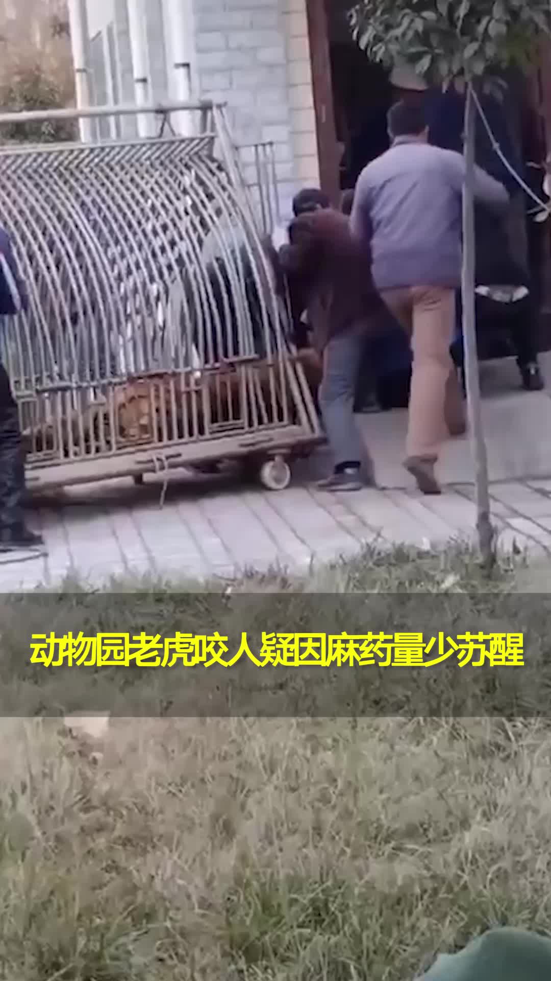 伤者儿子回应动物园老虎咬人:疑因麻药剂量少,老虎搬运时突然苏醒