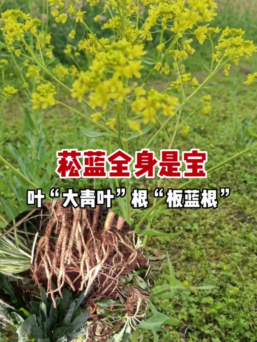植物菘蓝全身宝,叶叫大青叶根叫板蓝根,开花像油菜花食用价值高