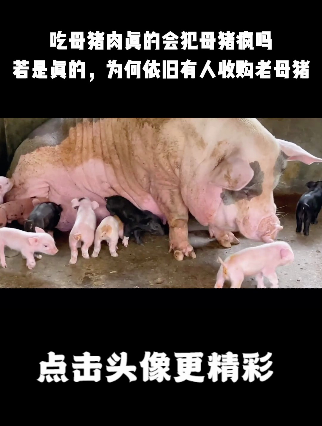 吃母猪肉真的会犯母猪疯吗?若是真的,为何依旧有人收购老母猪?