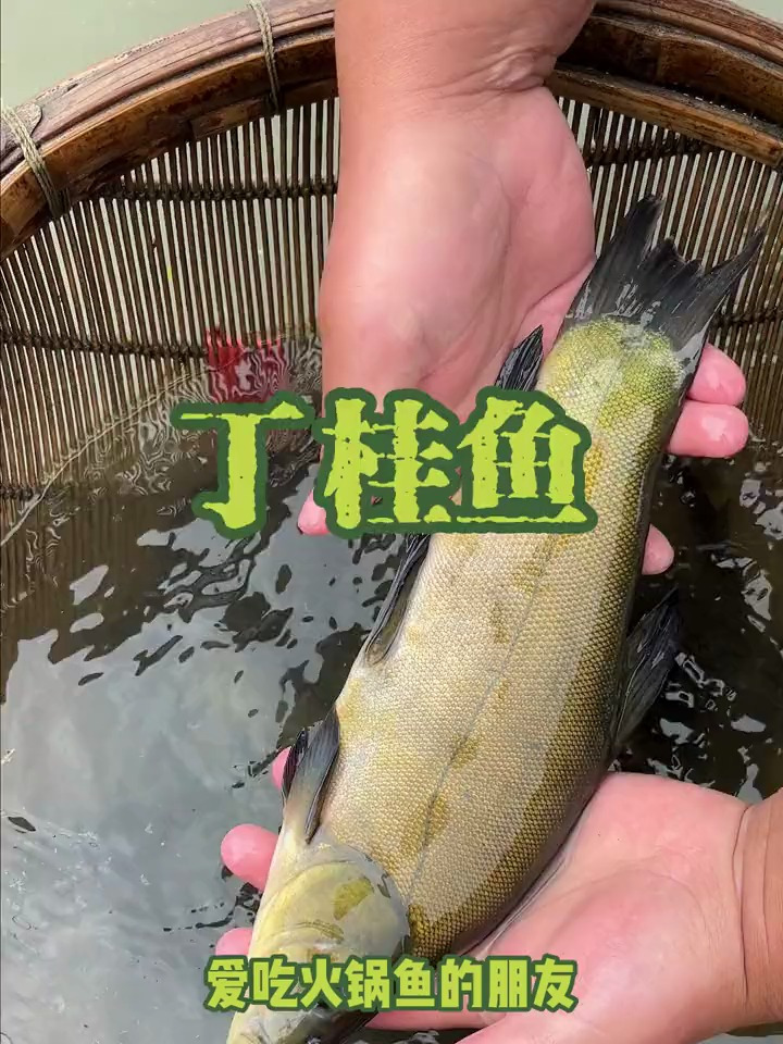 丁桂鱼又叫丁岁鱼,肉质紧实细嫩,没有泥腥味,更是烫火锅的首选