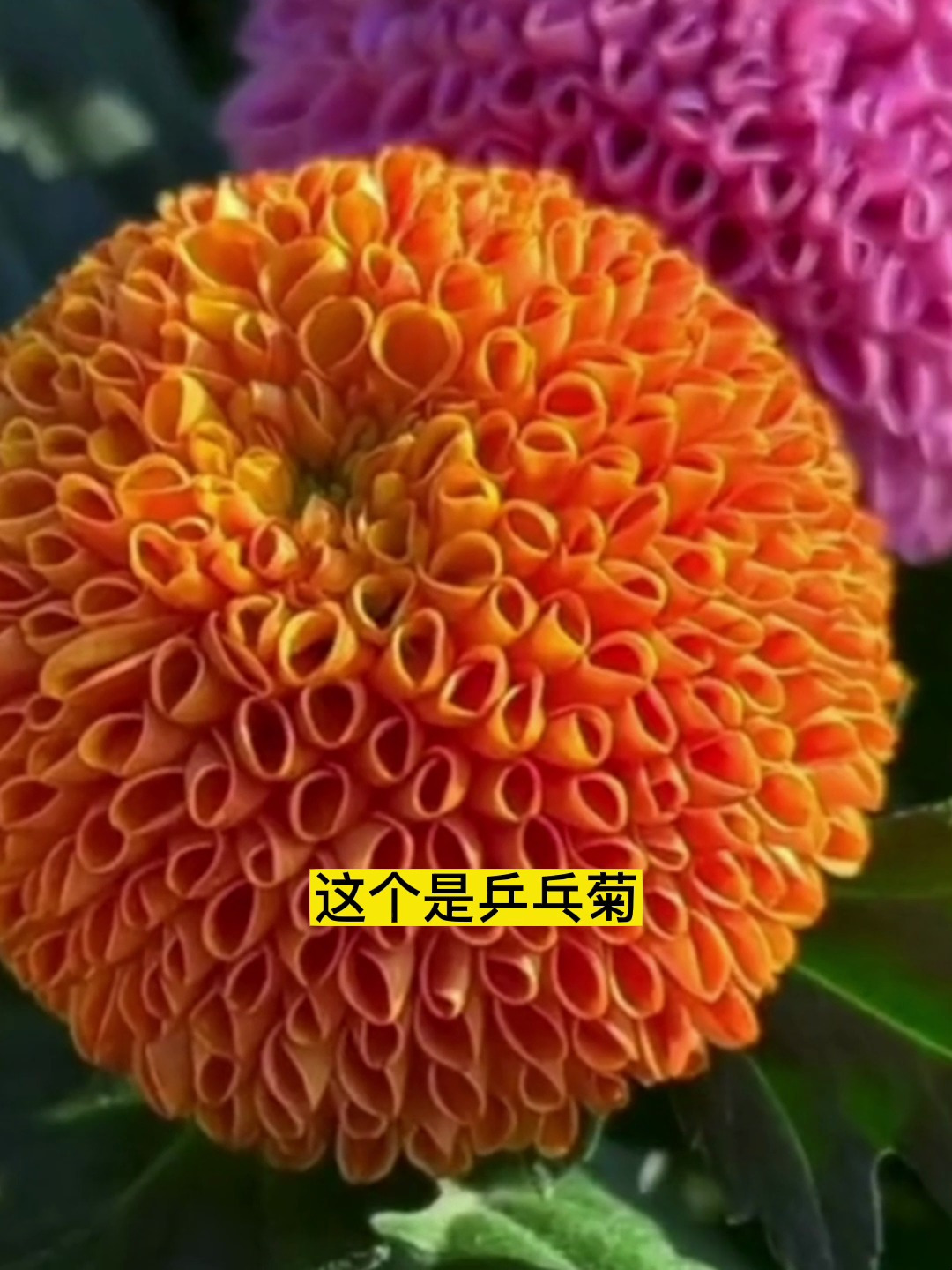 秋天最适合养乒乓菊,花语幸福圆满,色彩鲜艳好养活