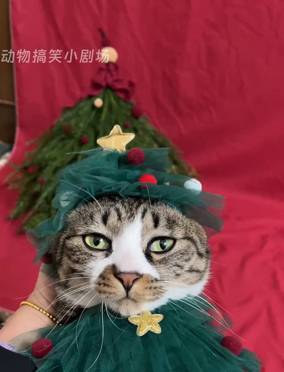 小猫咪,你咋成了圣诞树呢?