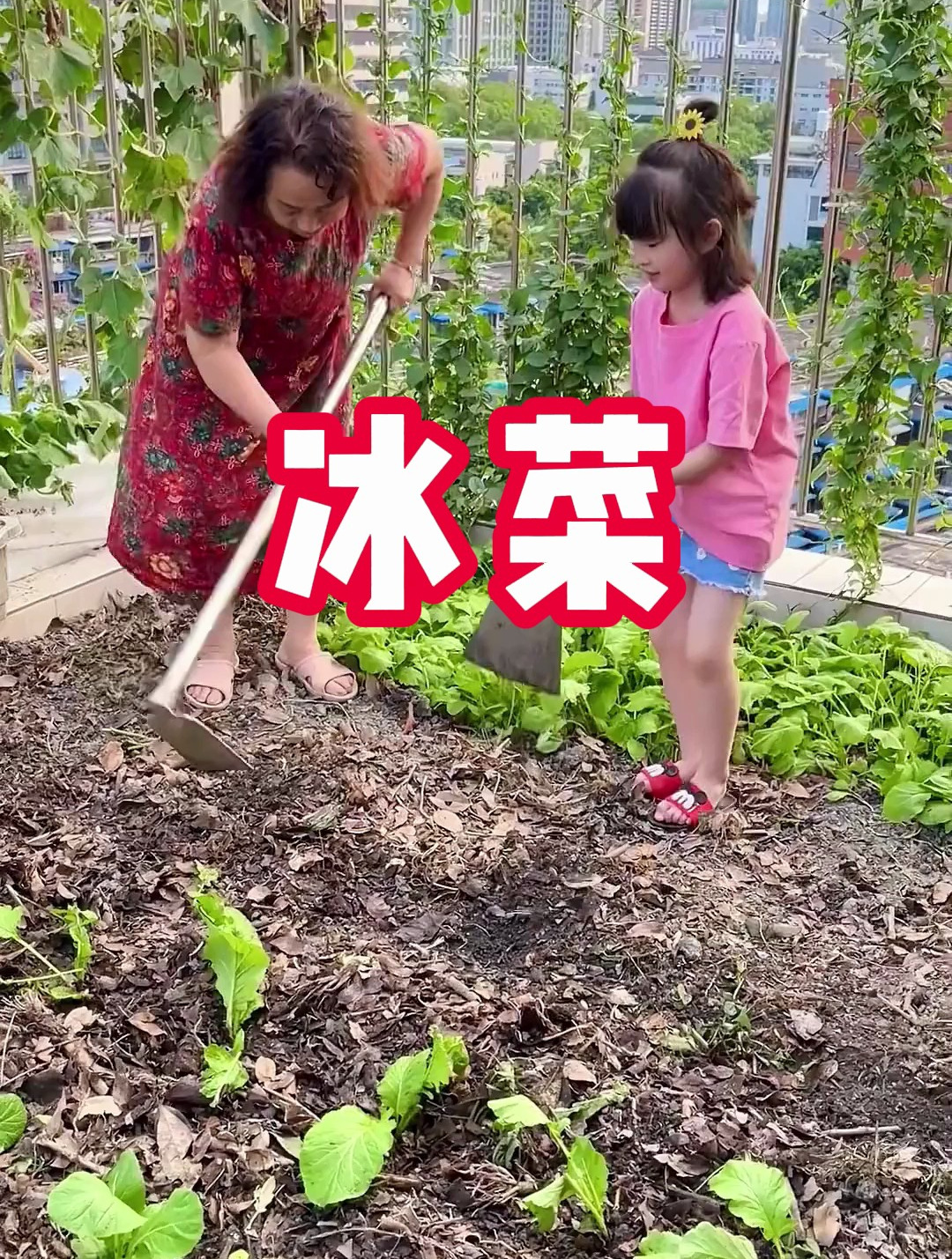 冰冰凉凉 自带咸味 水晶冰菜 好吃好种