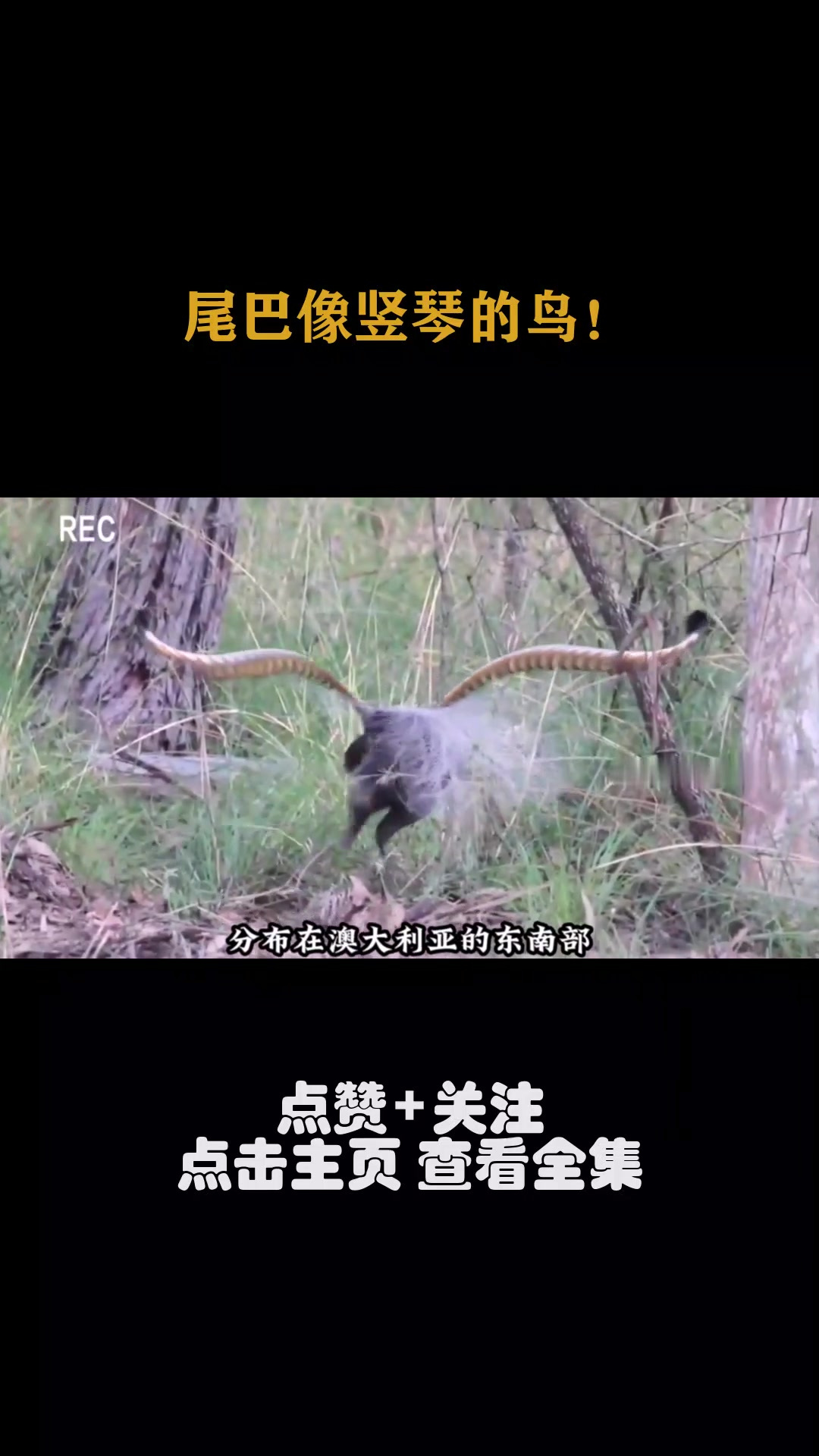尾巴像竖琴的鸟!
