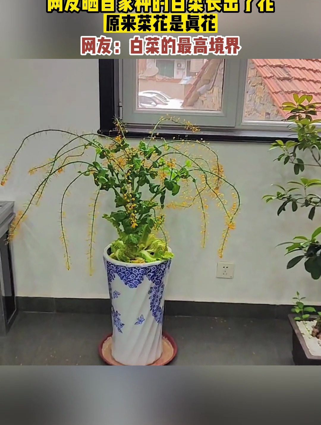 网友晒自家种的白菜长出了花,原来菜花是真花