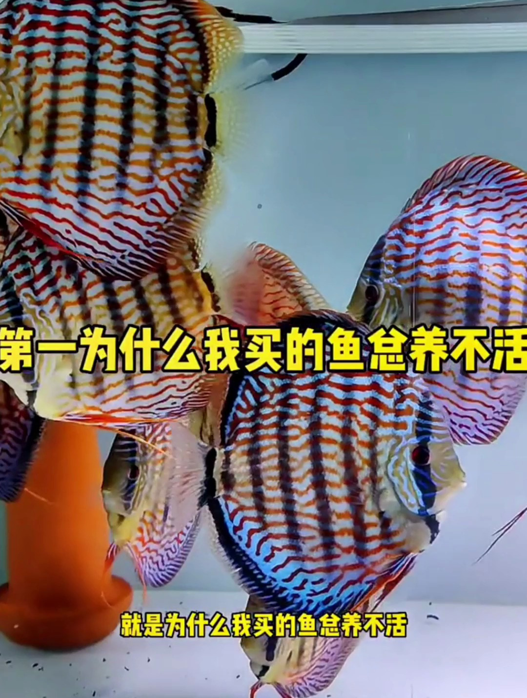 为什么你买的神仙鱼总养不活？聊聊新手鱼友遇到的五个常见问题~