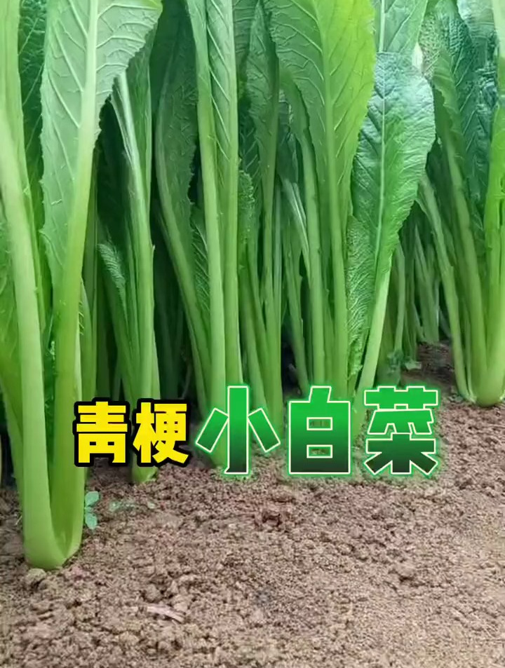 一个月能种植两次的蔬菜,青梗小白菜3天发芽19天成熟