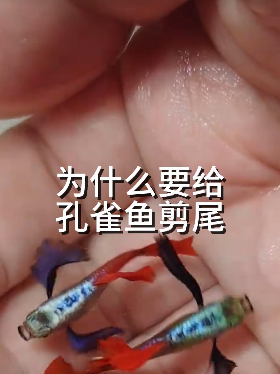 为什么要给孔雀鱼剪尾,你剪过吗?