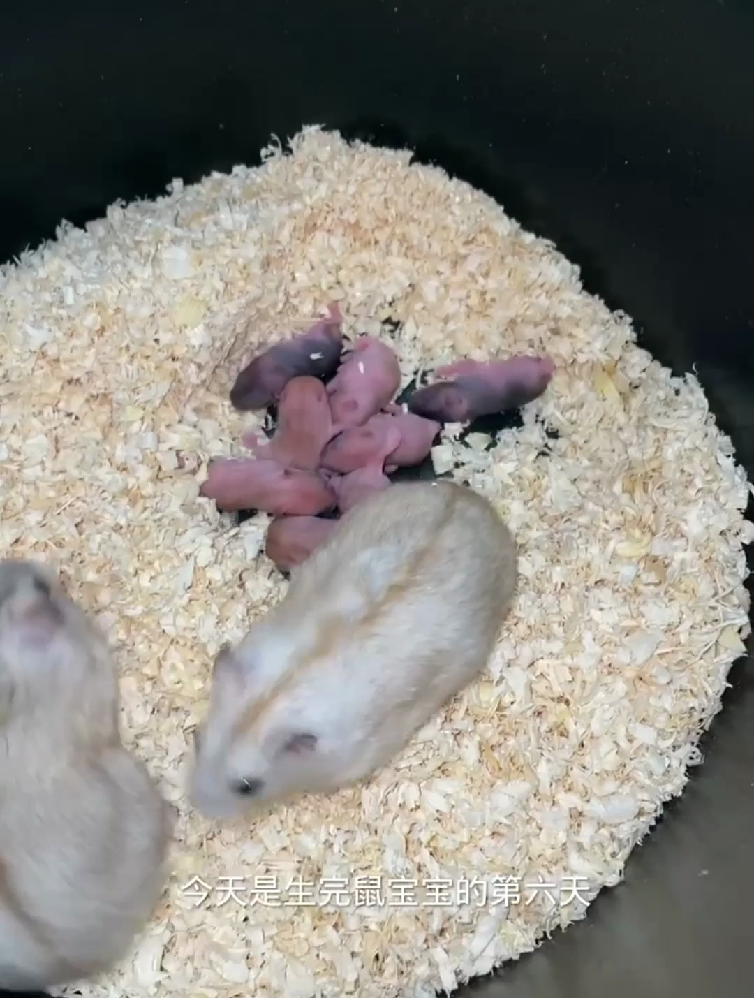 金丝熊布丁配布丁也能生出其它颜色仓鼠