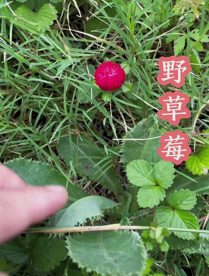 野草莓学名蛇莓,蛇莓是蔷薇科多年生草本