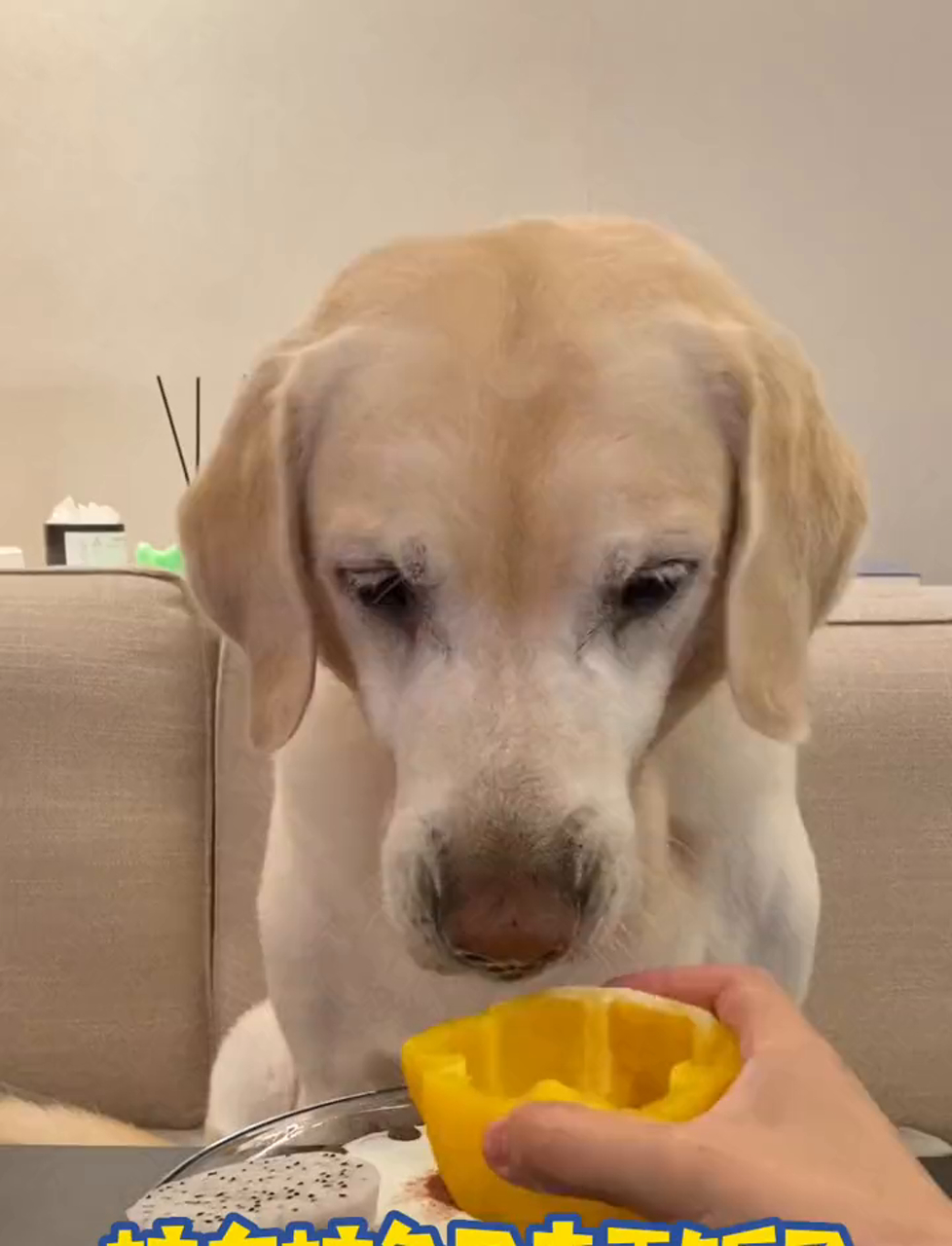 今天小胖猪又来吃菜了,结果吃出了个小猪鼻子