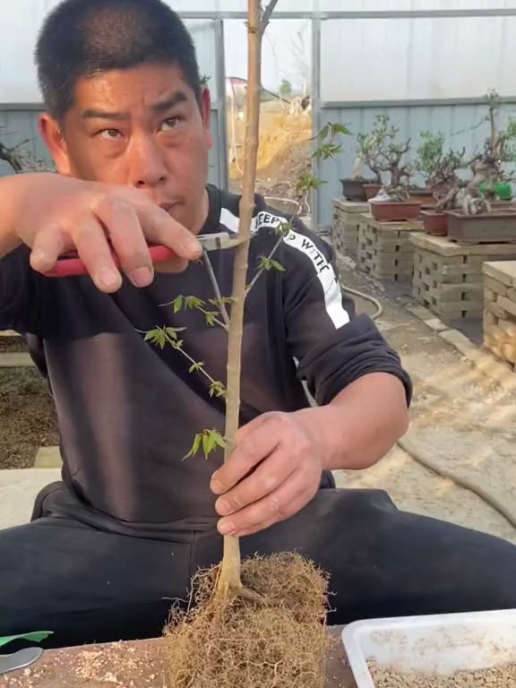 如何把一根1公分粗的小苗苗快速培养成小矮霸