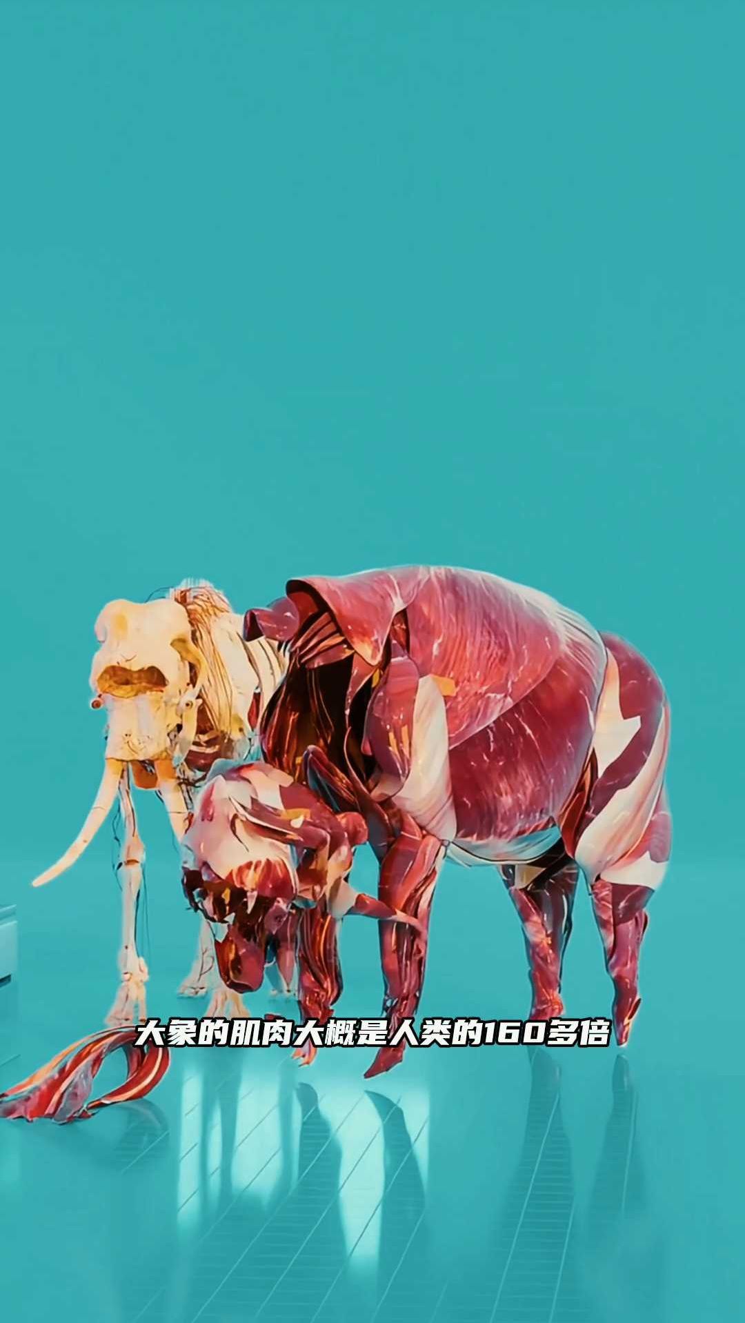 大象的肌肉是人类的160倍