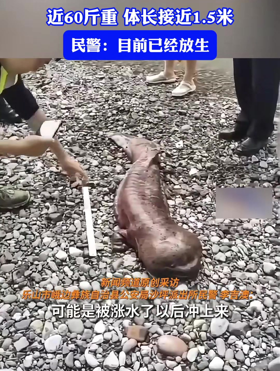 乐山大渡河惊现近60斤重野生娃娃鱼,体长接近1.5米