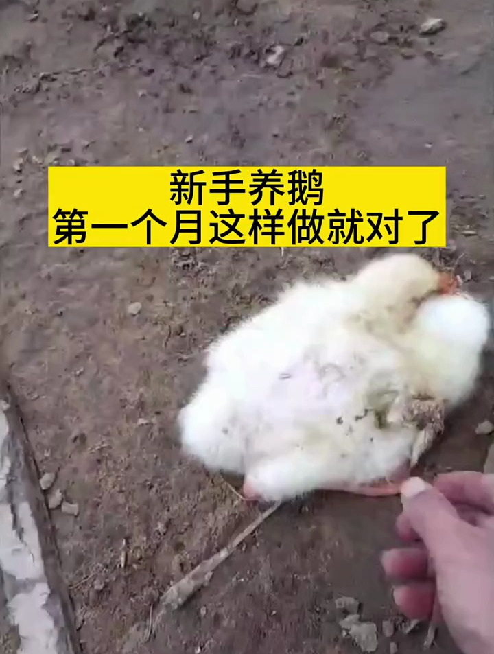 新手养鹅第一个月这样做就对了