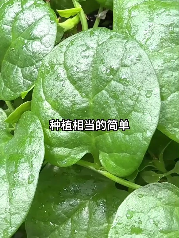 什么是木耳菜,你吃过木耳菜吗
