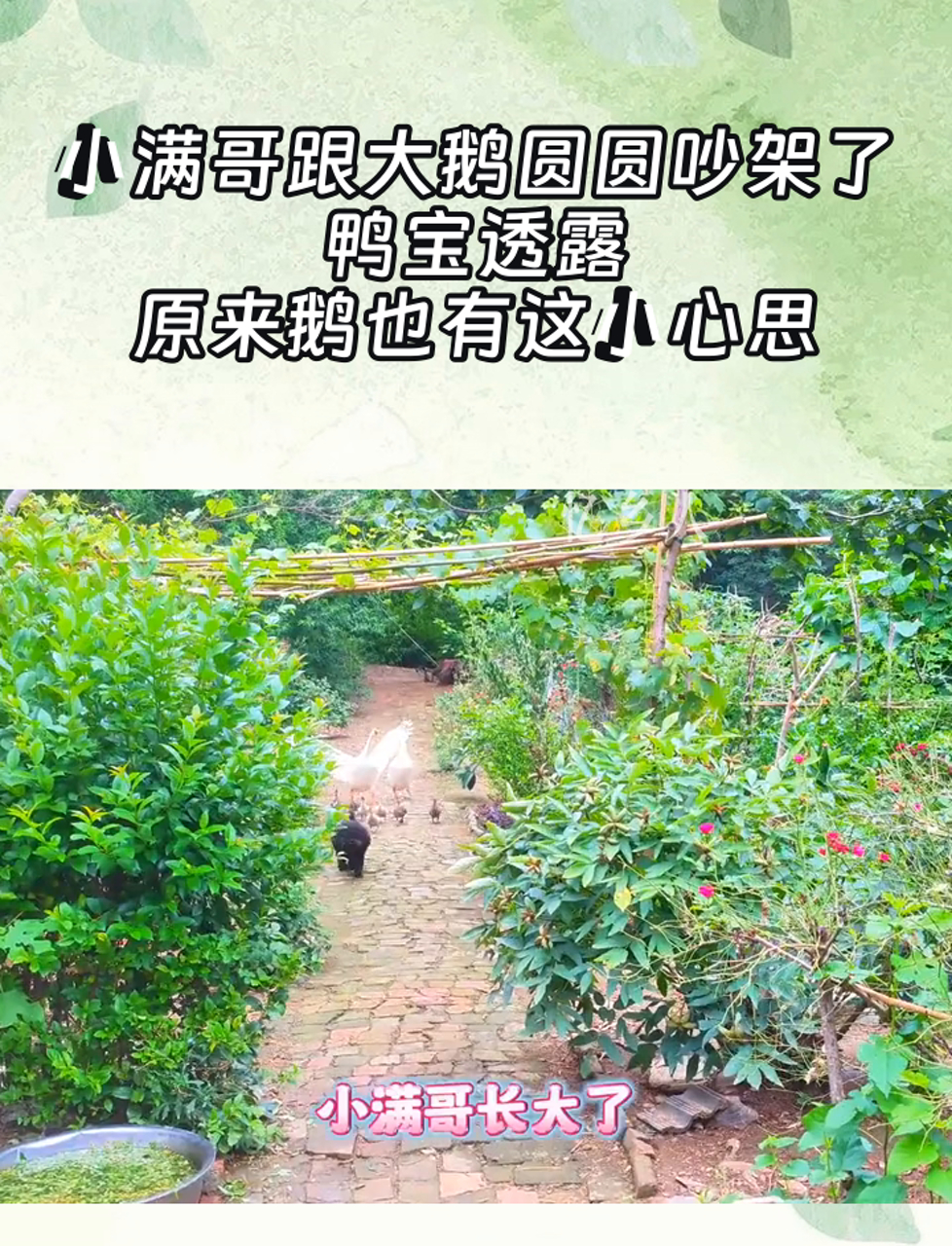 小满哥跟大鹅圆圆吵架了,鸭宝透露,原来鹅也有这小心思