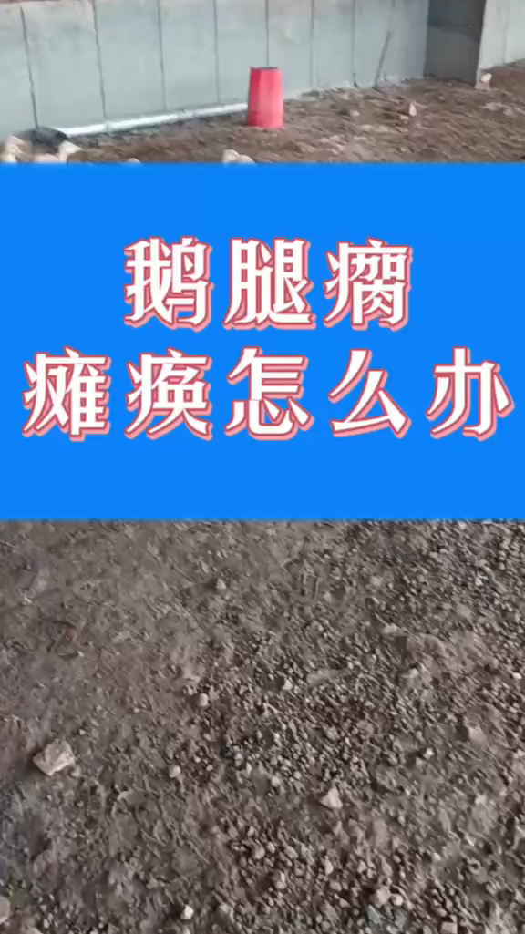 鹅瘸腿什么原因大鹅腿瘸了怎么回事鹅一条腿瘸是什么病鹅腿瘸是怎么回事啊