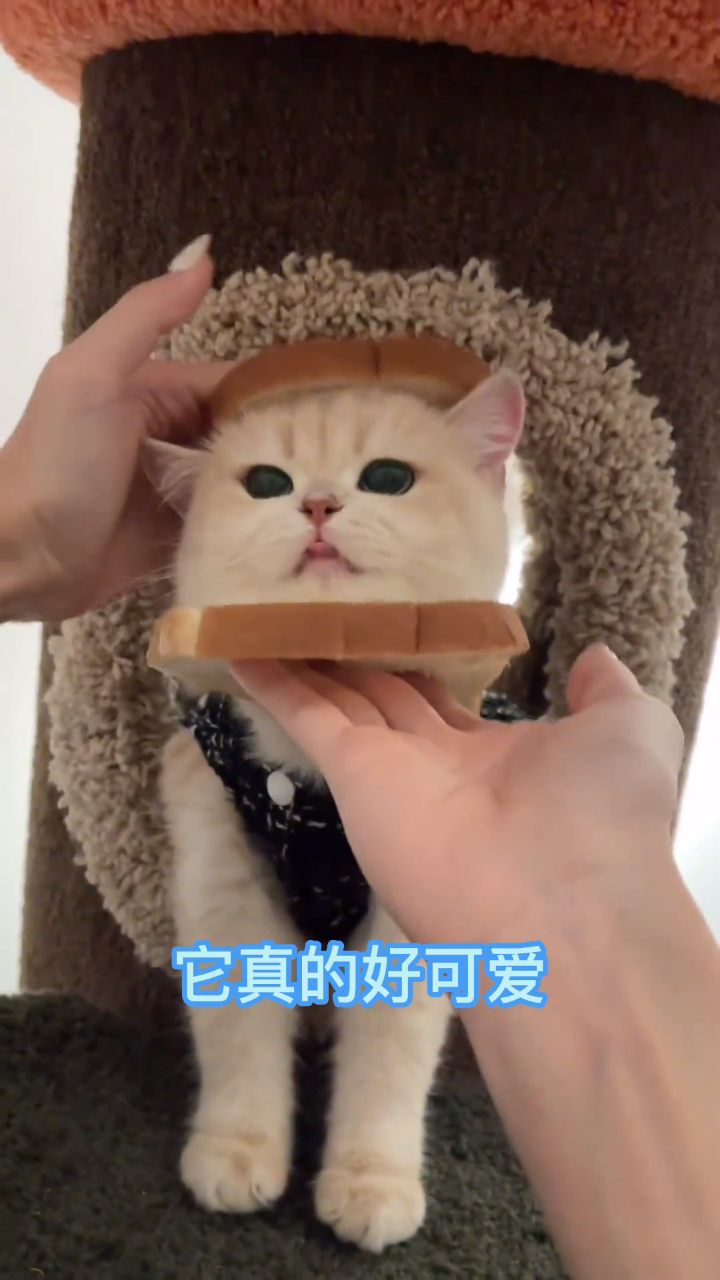 爱吃面包的小糯米团子,迷糊了迷糊了