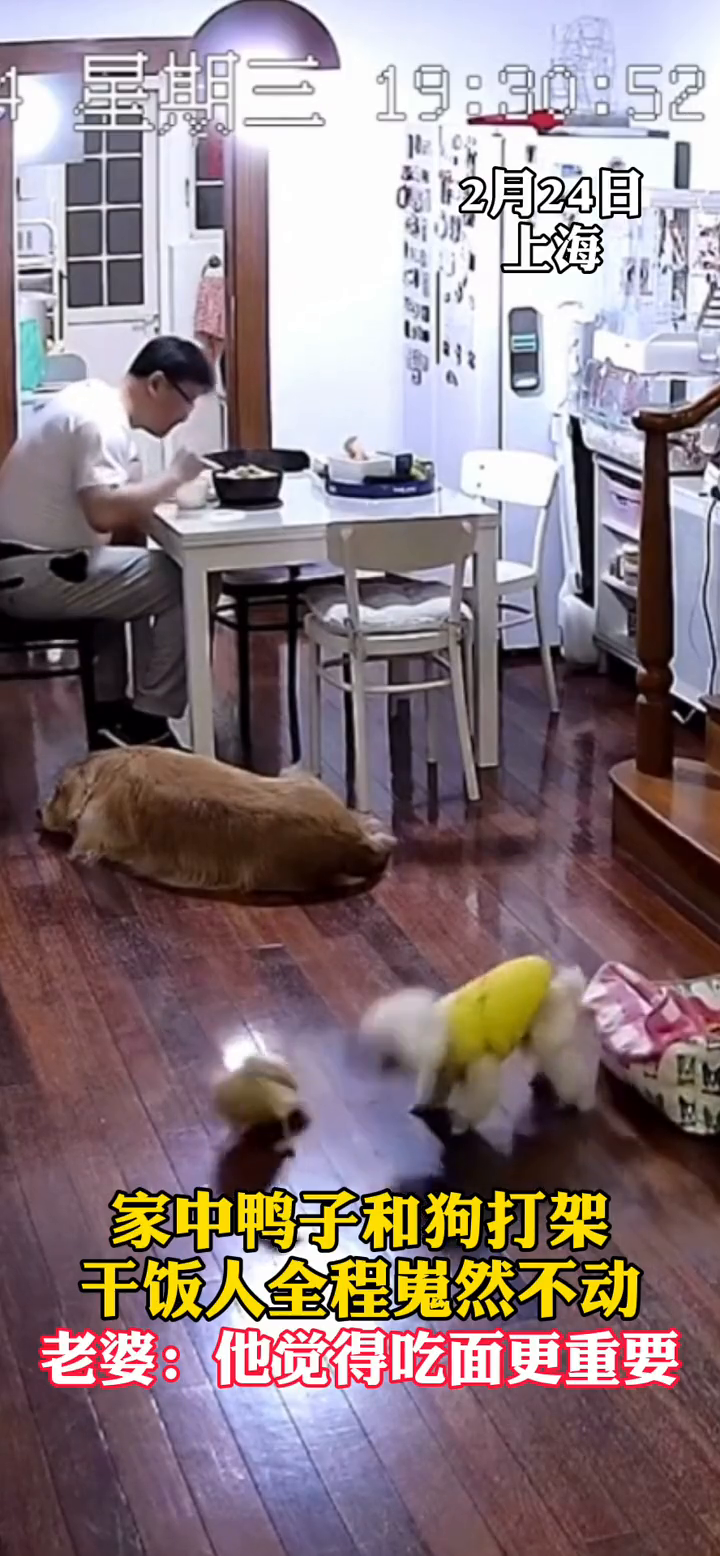 鸭和小狗打架,大狗躲桌底,猫跳上楼梯,老公视若无睹
