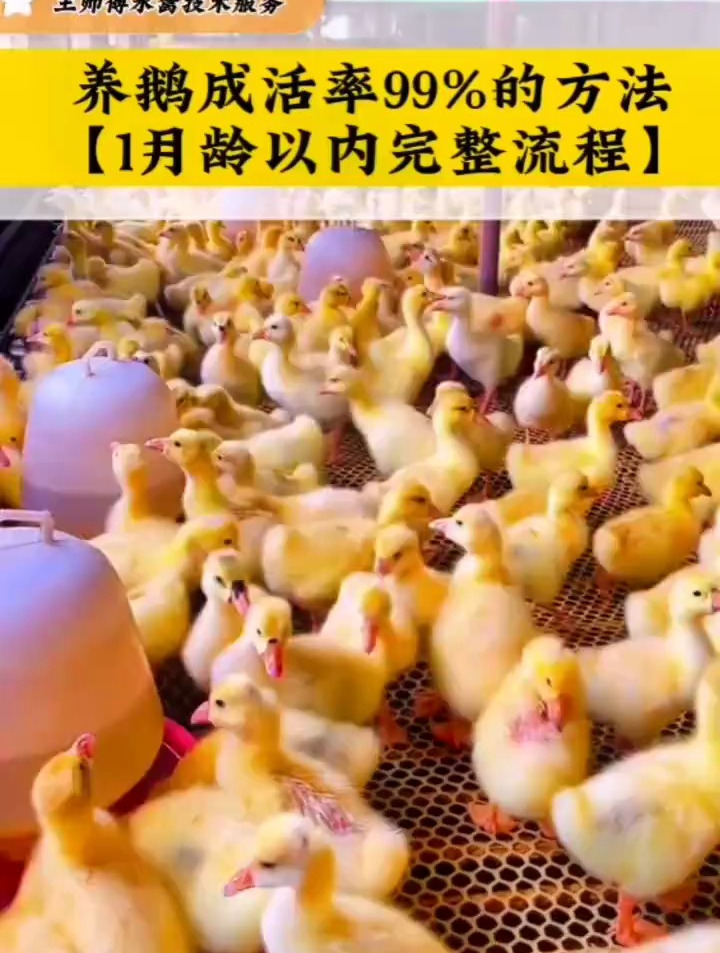 一月龄以内的小鹅完整版管理流程