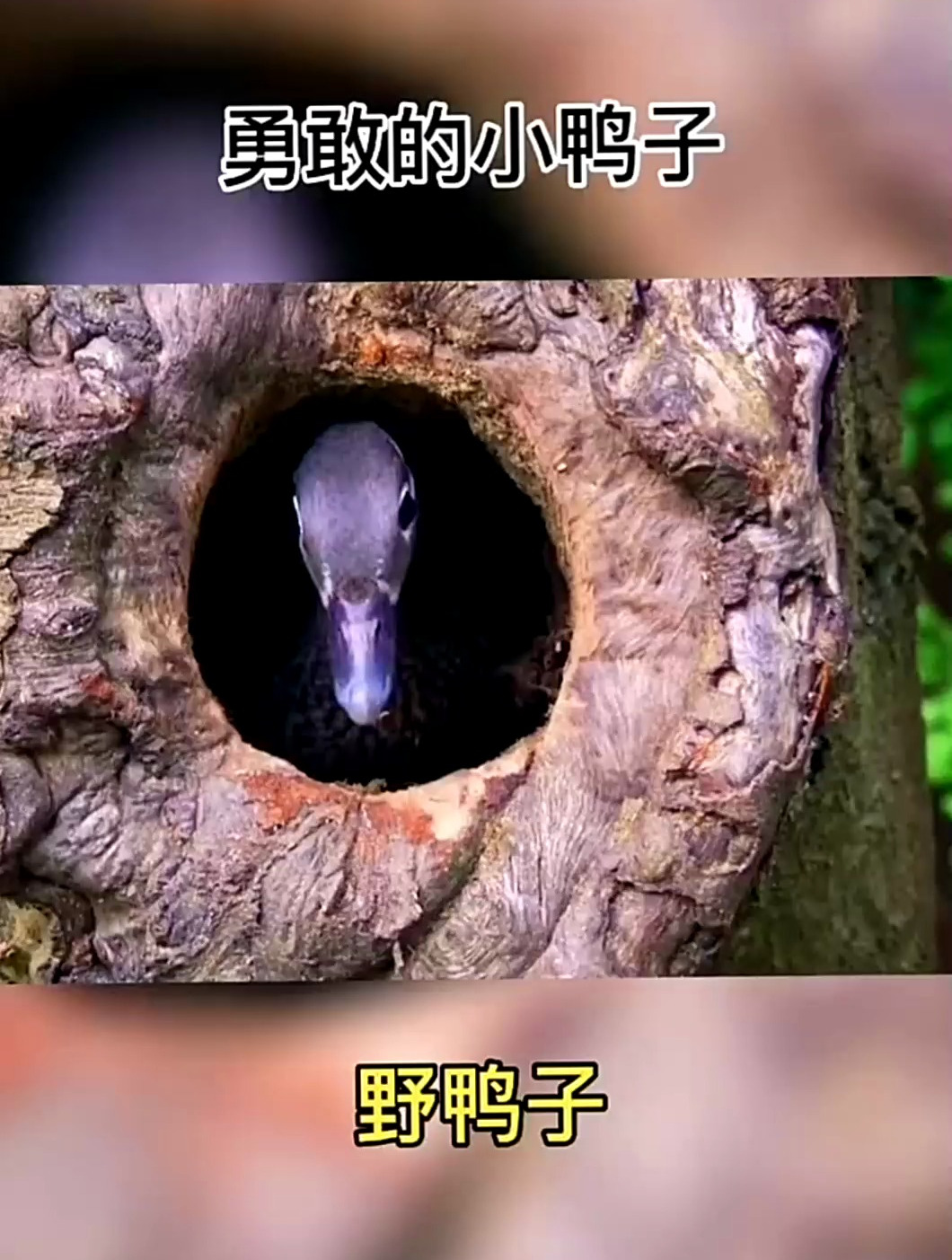 会飞的野鸭子,从树上一跃而下