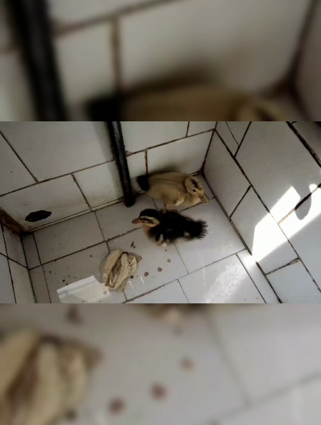 把玩具小黄鸭放到水里,两只小鸭子的反应让我哭笑不得!