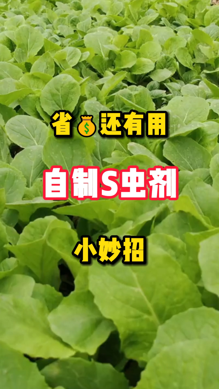 自制绿色杀虫剂,瓜果蔬菜都能用,关键是在家就能做