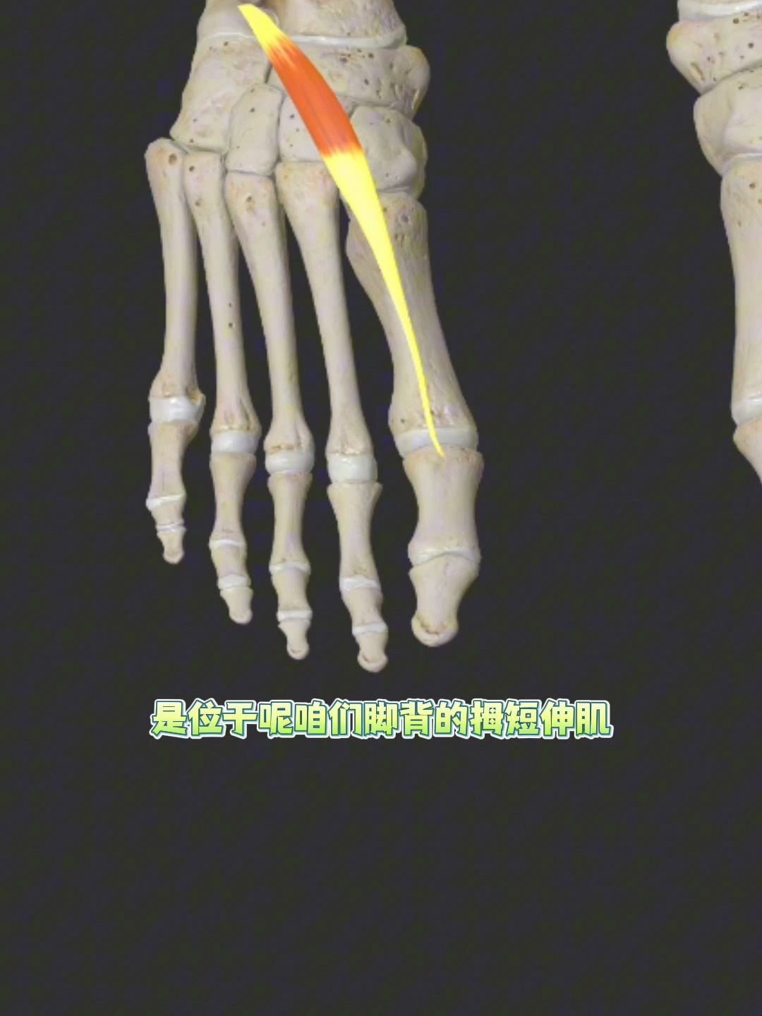 足部的拇短伸肌功能解剖